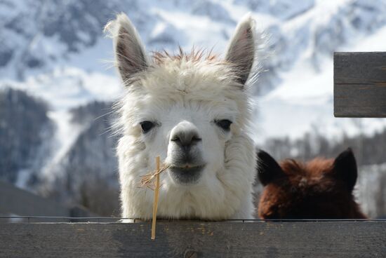 Russia Animals Alpacas