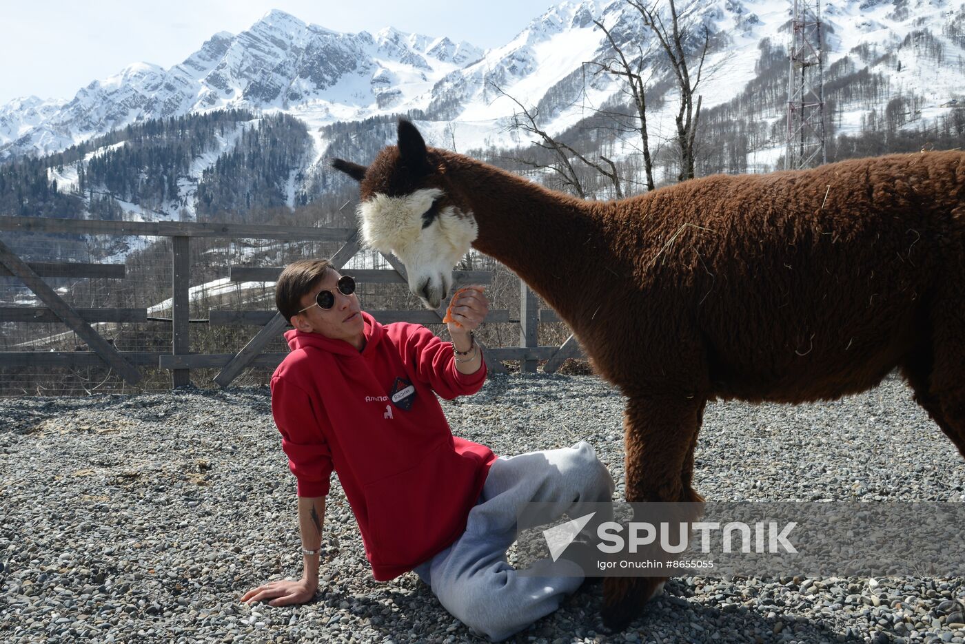 Russia Animals Alpacas