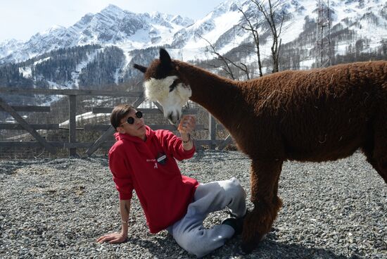 Russia Animals Alpacas