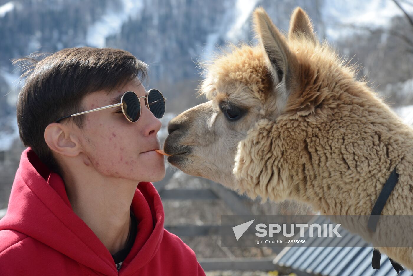 Russia Animals Alpacas