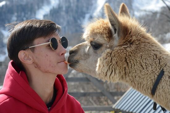 Russia Animals Alpacas