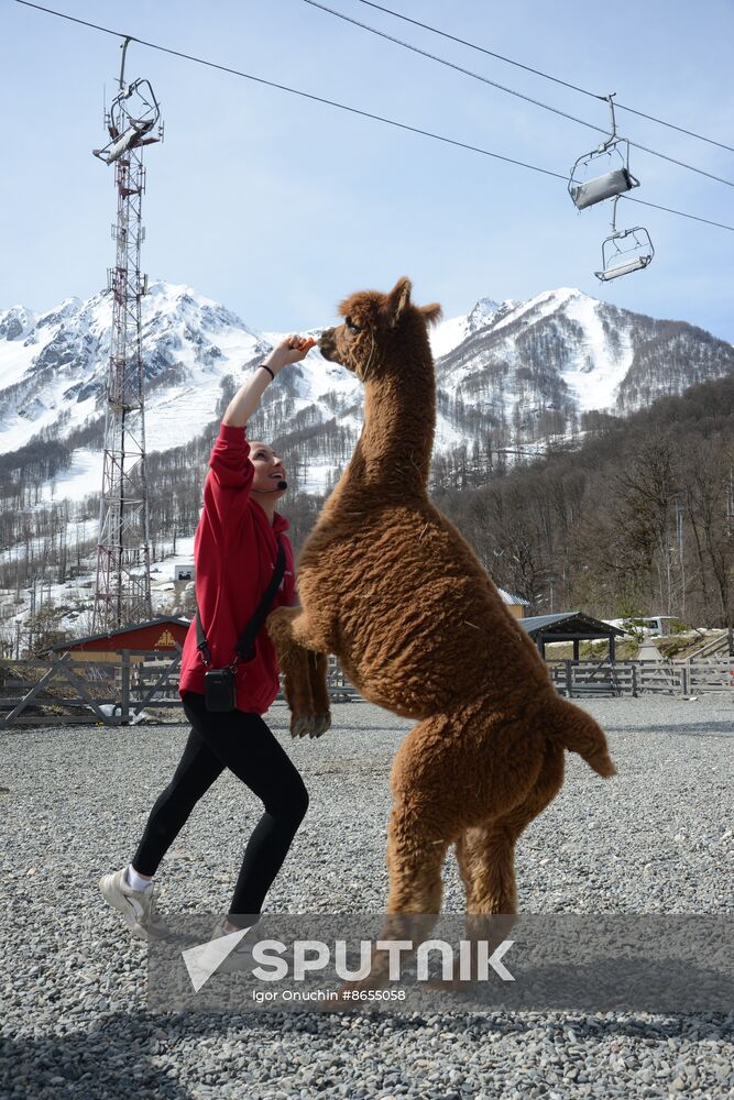 Russia Animals Alpacas