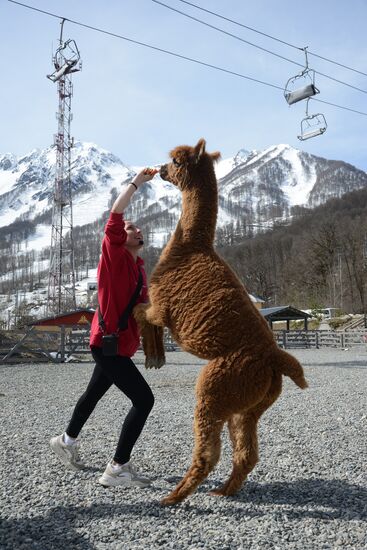 Russia Animals Alpacas