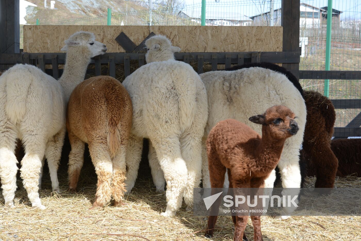 Russia Animals Alpacas