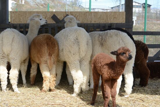 Russia Animals Alpacas