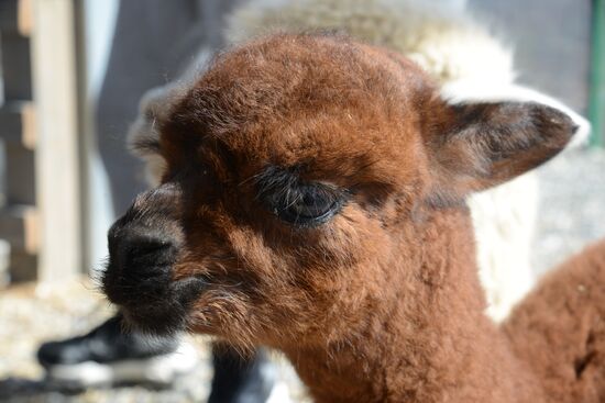 Russia Animals Alpacas