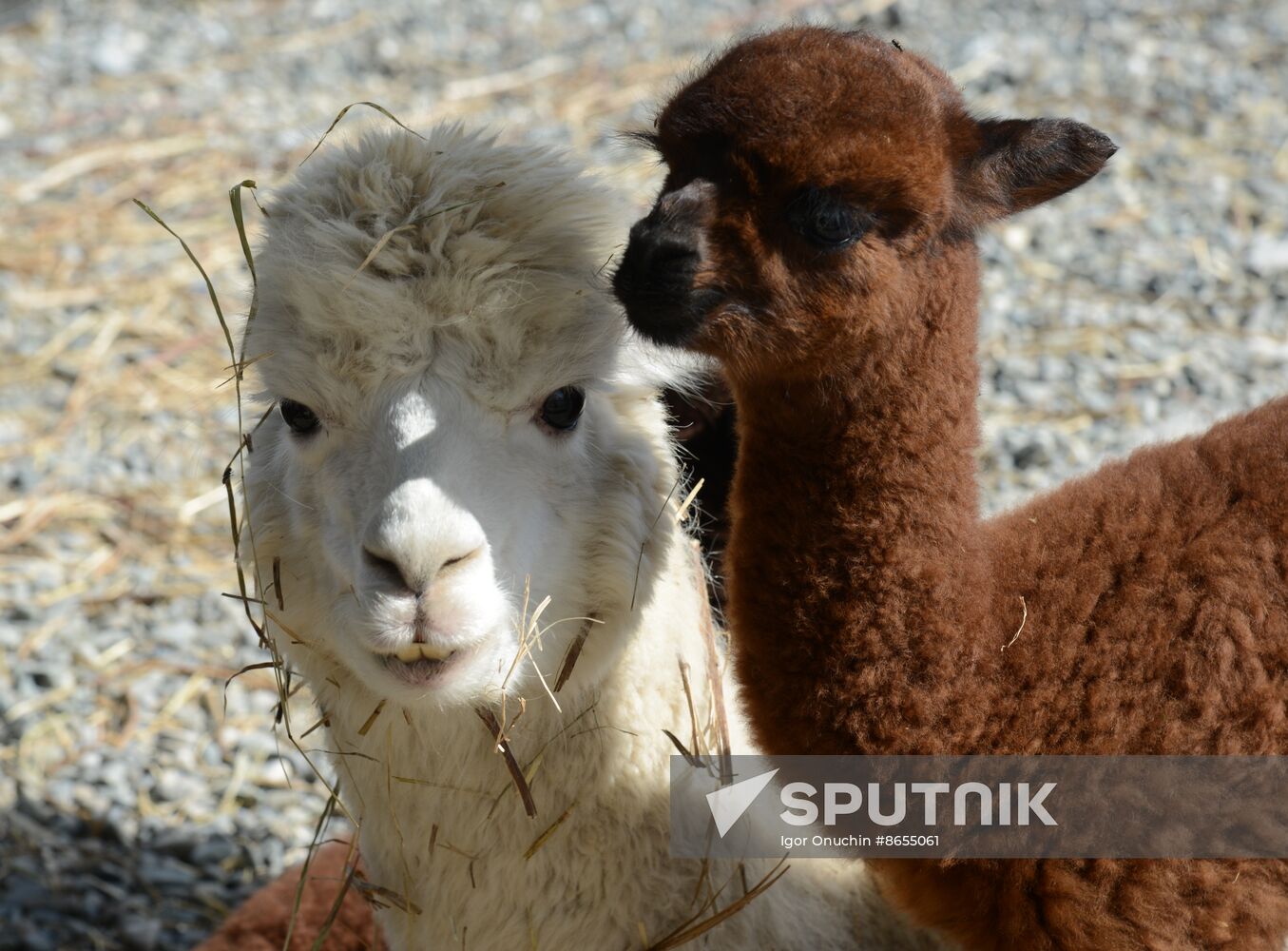 Russia Animals Alpacas