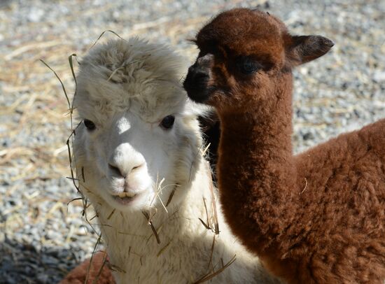 Russia Animals Alpacas