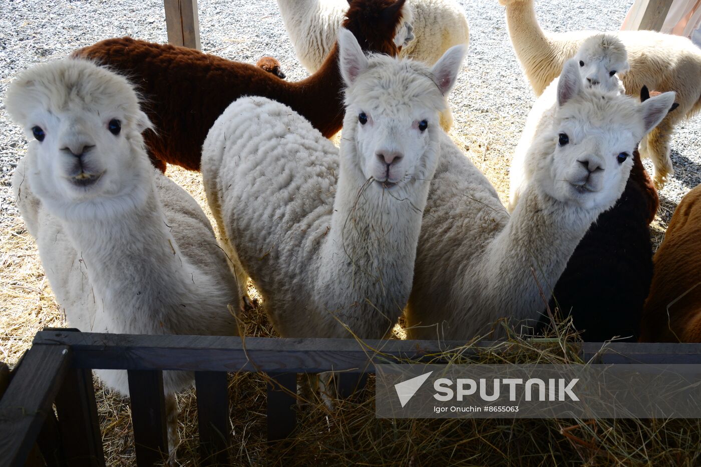Russia Animals Alpacas
