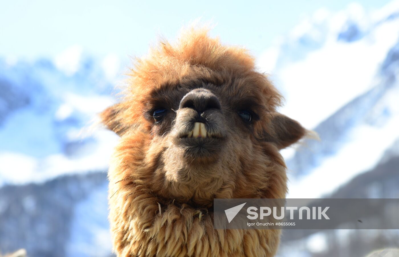 Russia Animals Alpacas