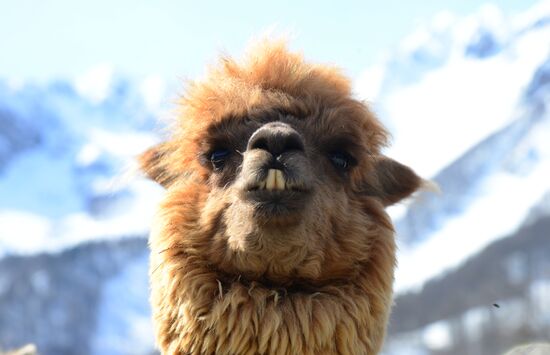 Russia Animals Alpacas