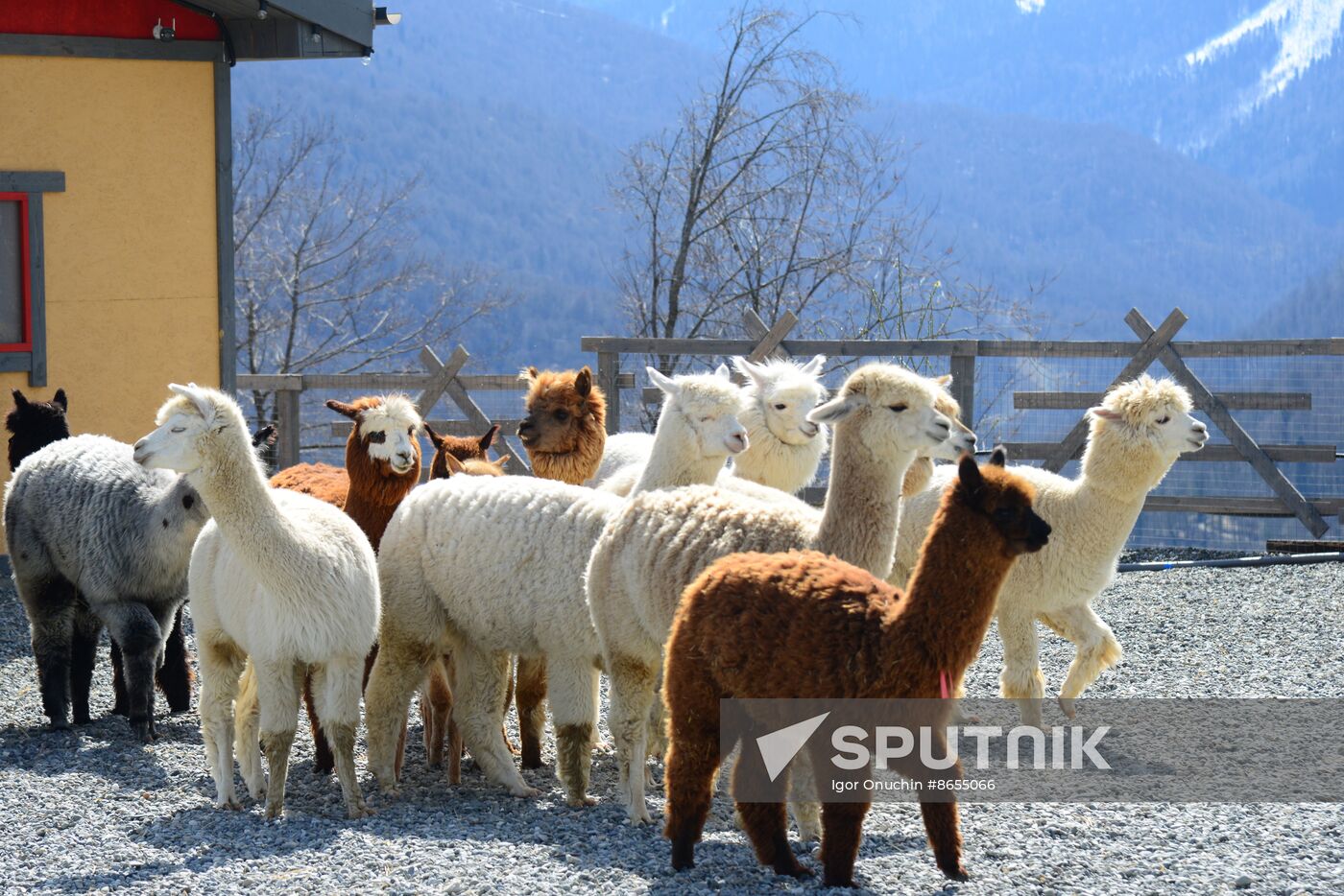 Russia Animals Alpacas