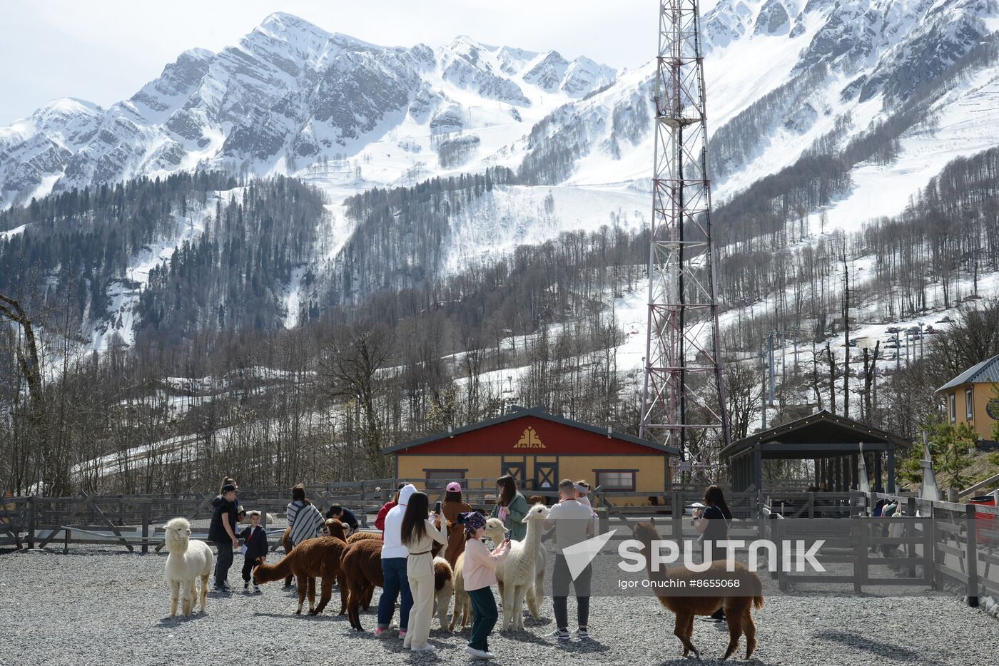 Russia Animals Alpacas