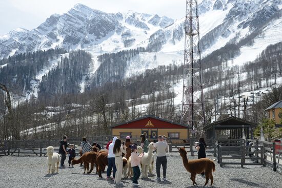 Russia Animals Alpacas