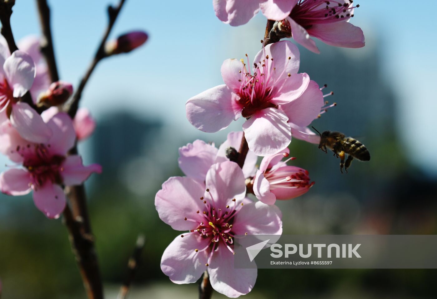 Russia Environment Cherry Blossom