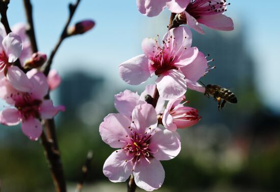 Russia Environment Cherry Blossom