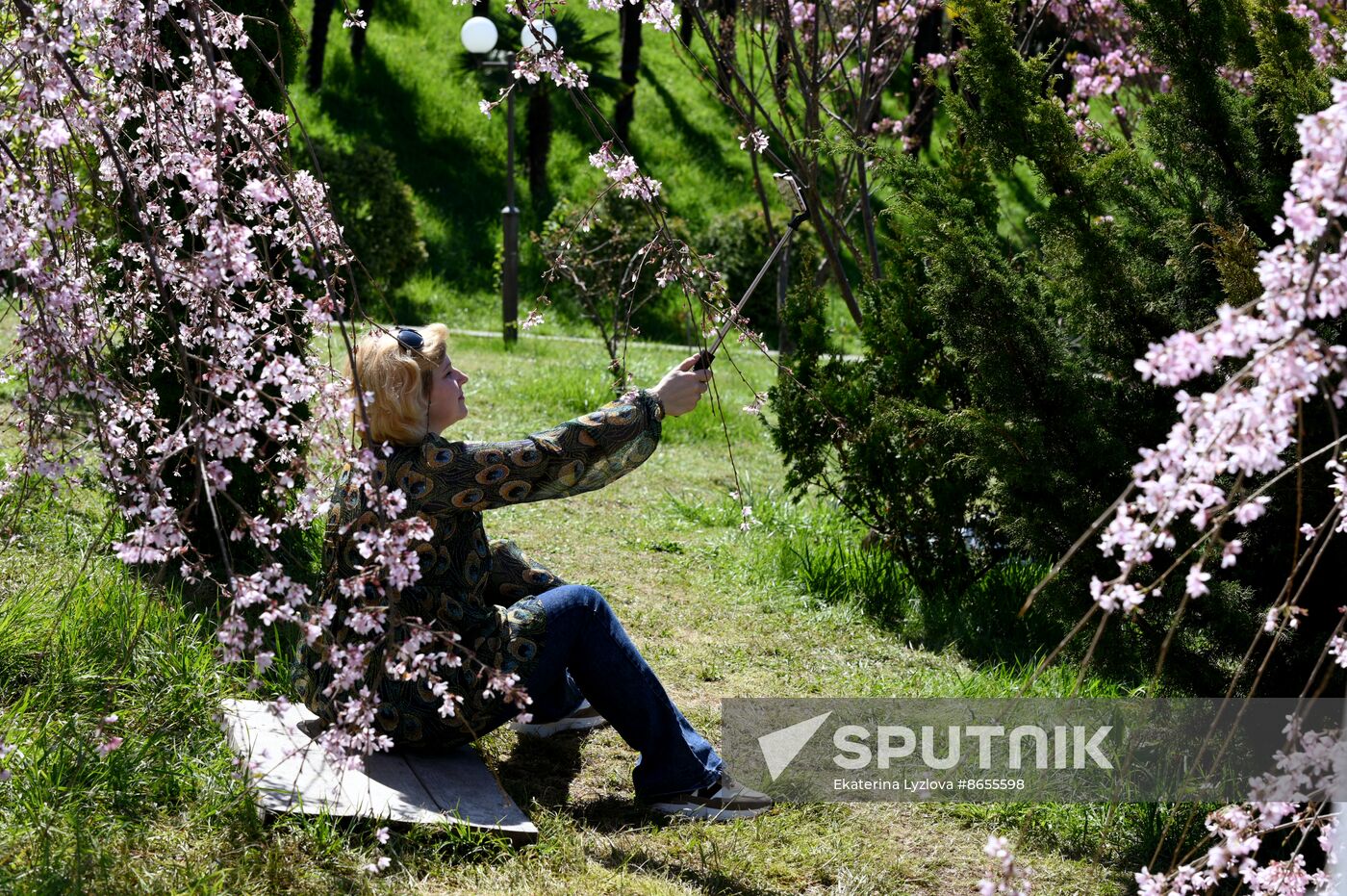 Russia Environment Cherry Blossom