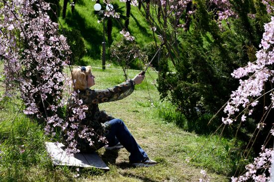 Russia Environment Cherry Blossom