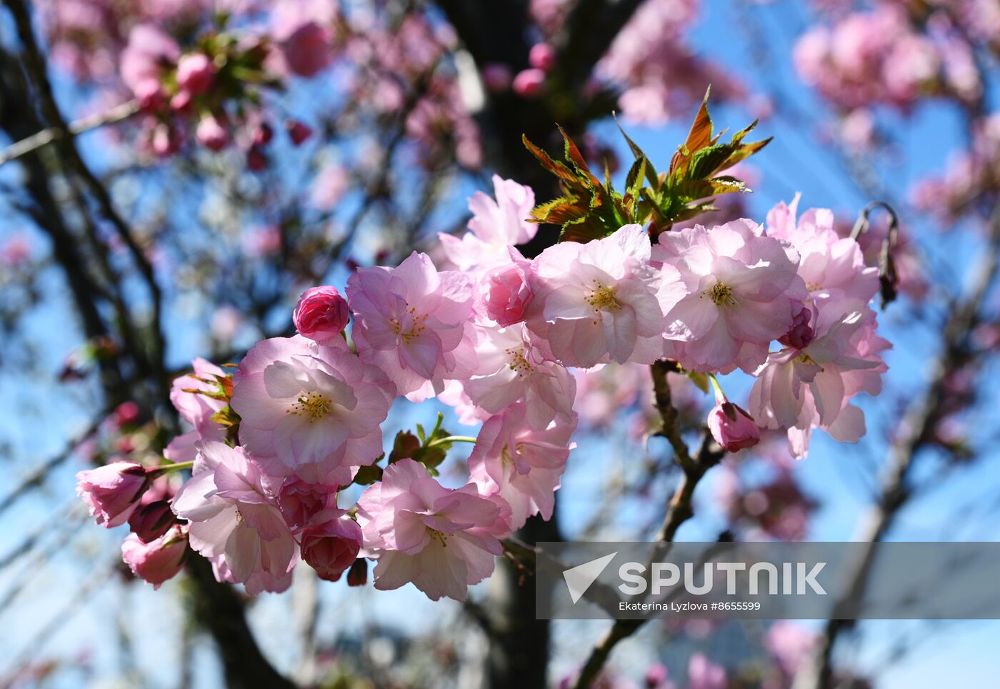 Russia Environment Cherry Blossom