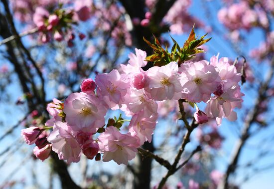 Russia Environment Cherry Blossom