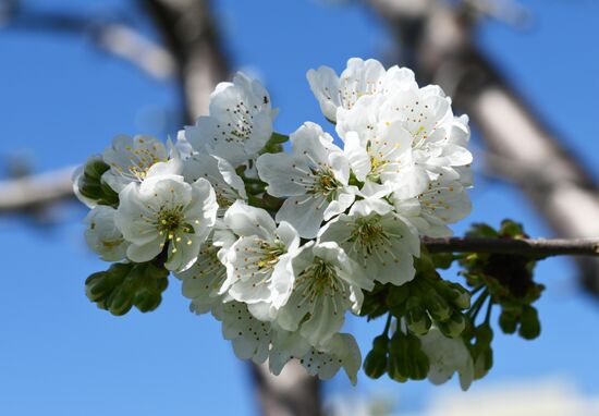 Russia Environment Cherry Blossom