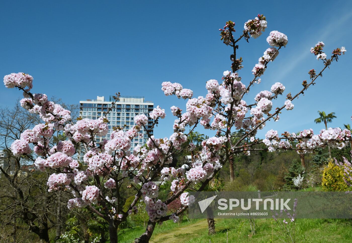 Russia Environment Cherry Blossom