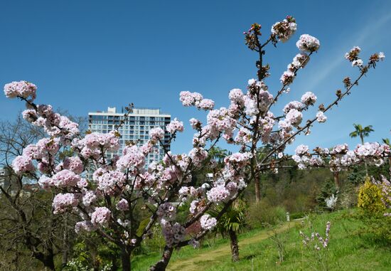 Russia Environment Cherry Blossom