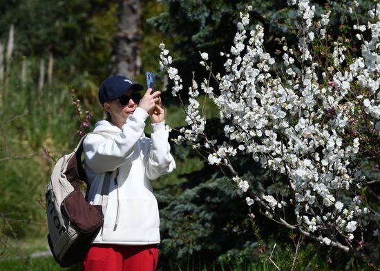 Russia Environment Cherry Blossom