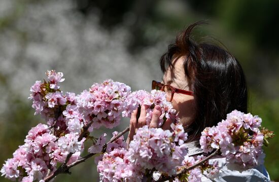 Russia Environment Cherry Blossom