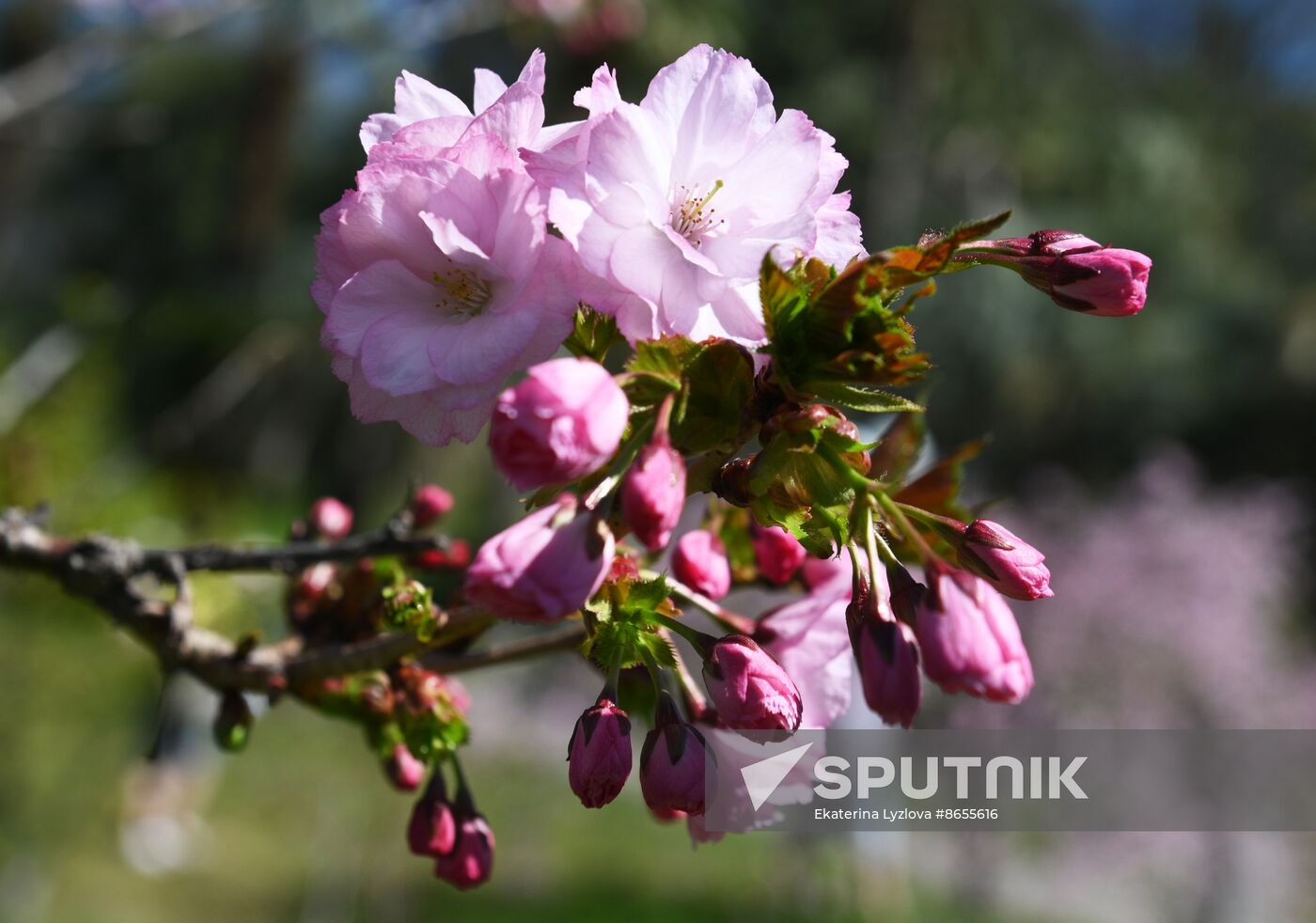 Russia Environment Cherry Blossom