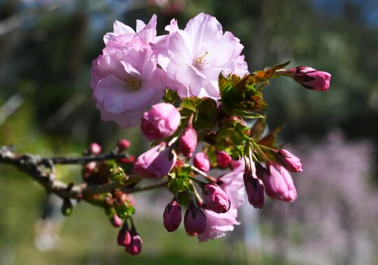 Russia Environment Cherry Blossom