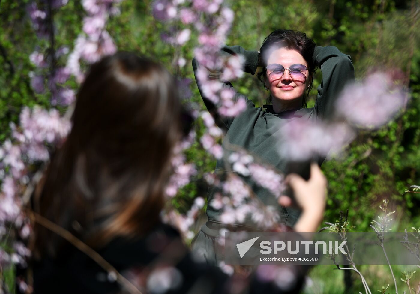 Russia Environment Cherry Blossom