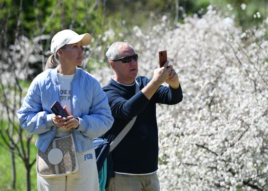 Russia Environment Cherry Blossom