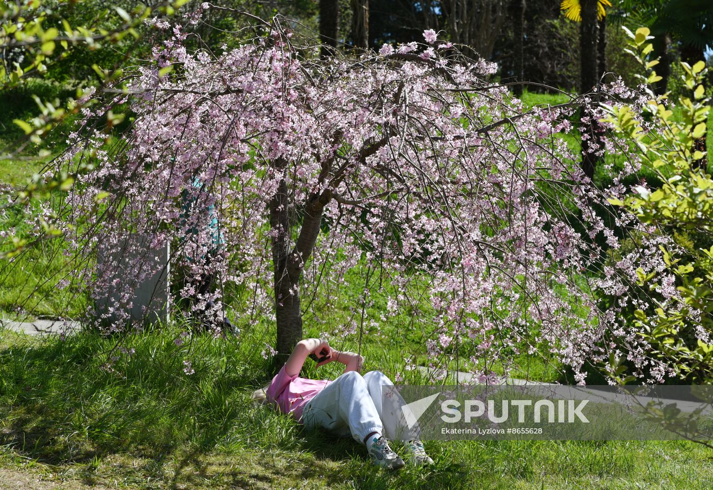 Russia Environment Cherry Blossom