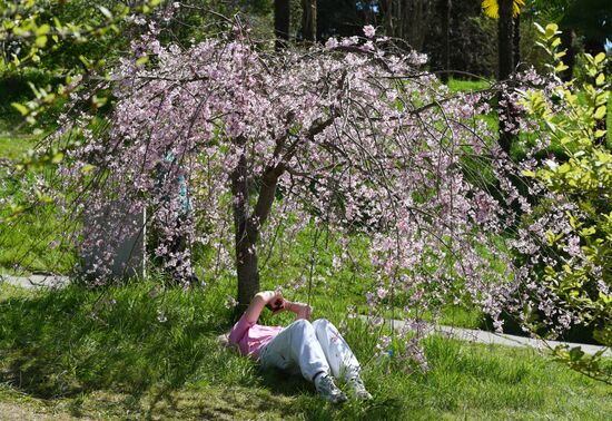 Russia Environment Cherry Blossom