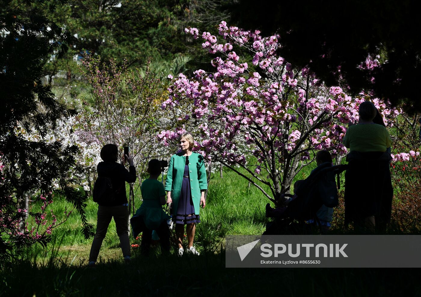 Russia Environment Cherry Blossom