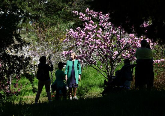 Russia Environment Cherry Blossom