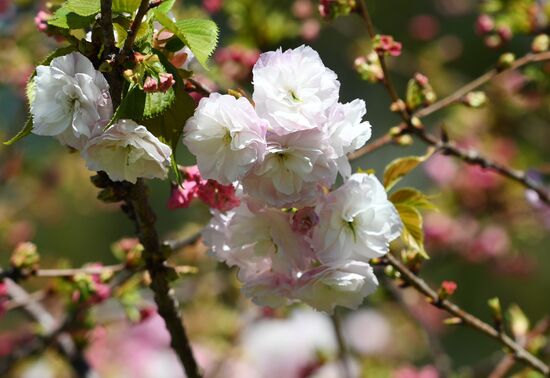 Russia Environment Cherry Blossom