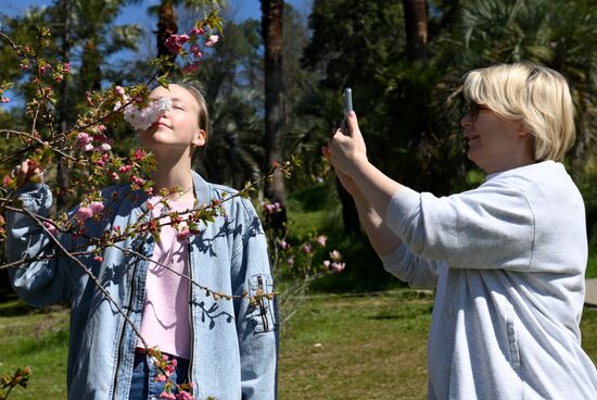 Russia Environment Cherry Blossom