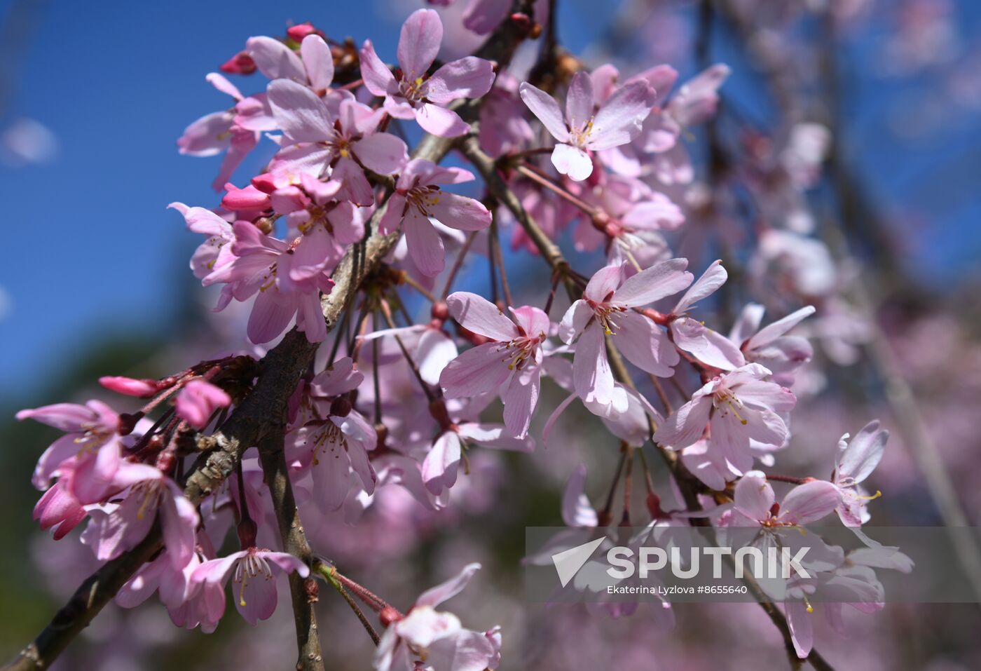 Russia Environment Cherry Blossom