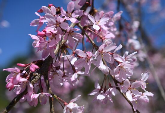 Russia Environment Cherry Blossom