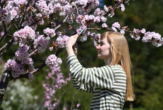 Russia Environment Cherry Blossom