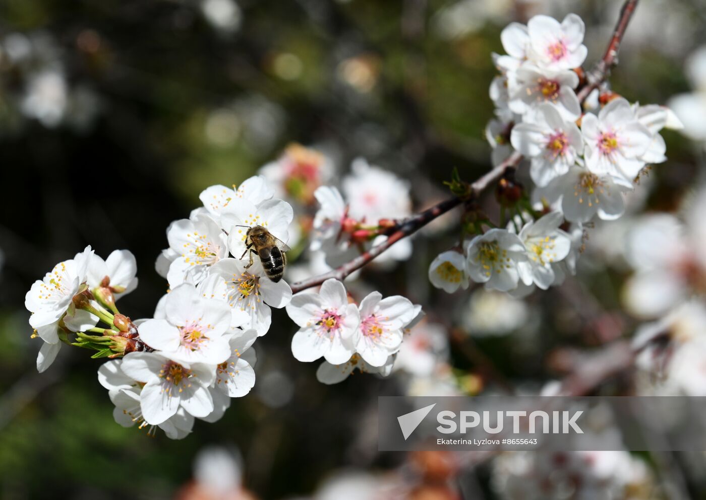 Russia Environment Cherry Blossom