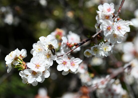 Russia Environment Cherry Blossom