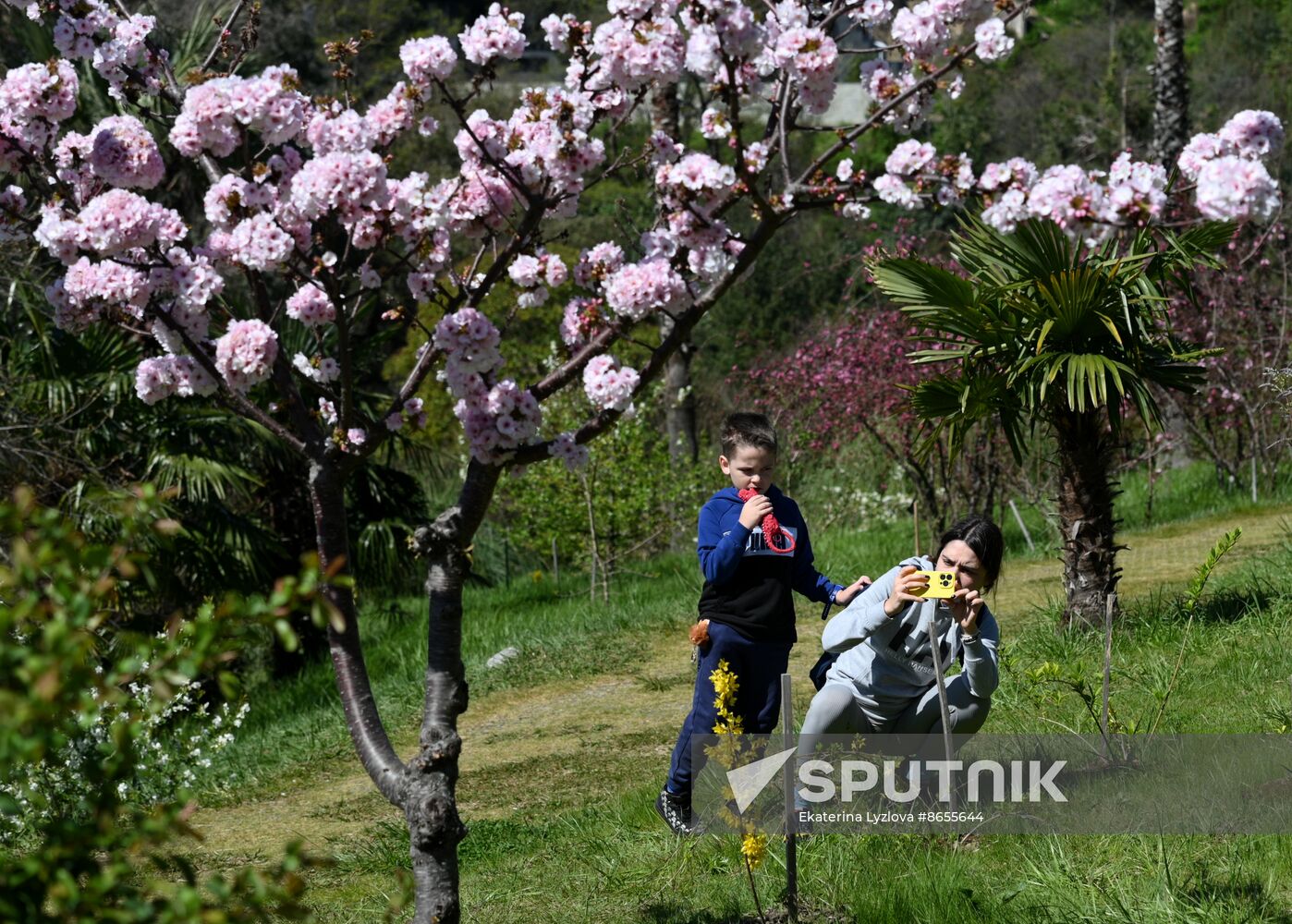 Russia Environment Cherry Blossom