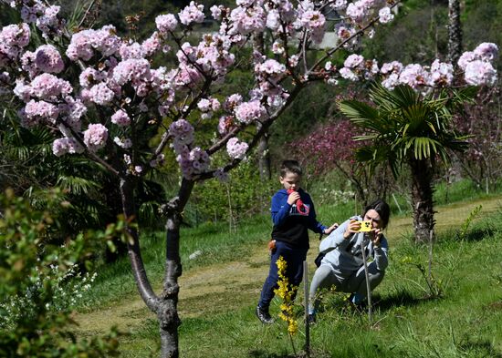 Russia Environment Cherry Blossom