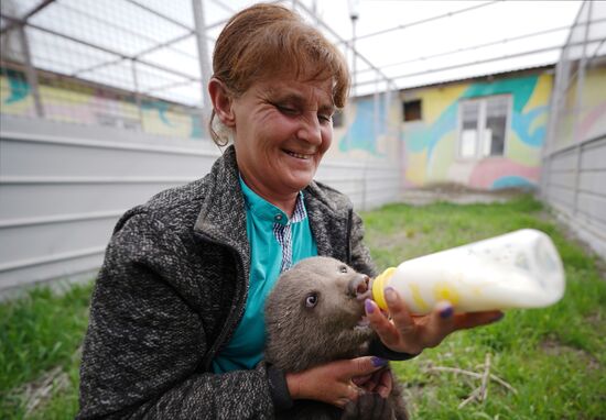 Russia DPR Zoo Bear Cubs