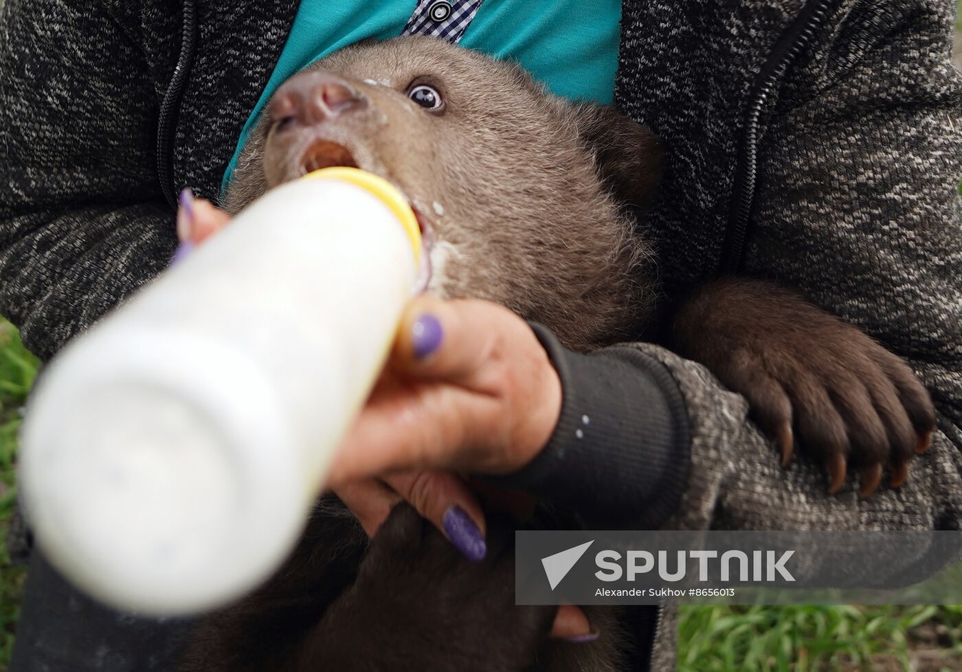 Russia DPR Zoo Bear Cubs