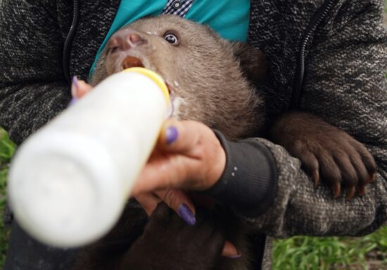 Russia DPR Zoo Bear Cubs