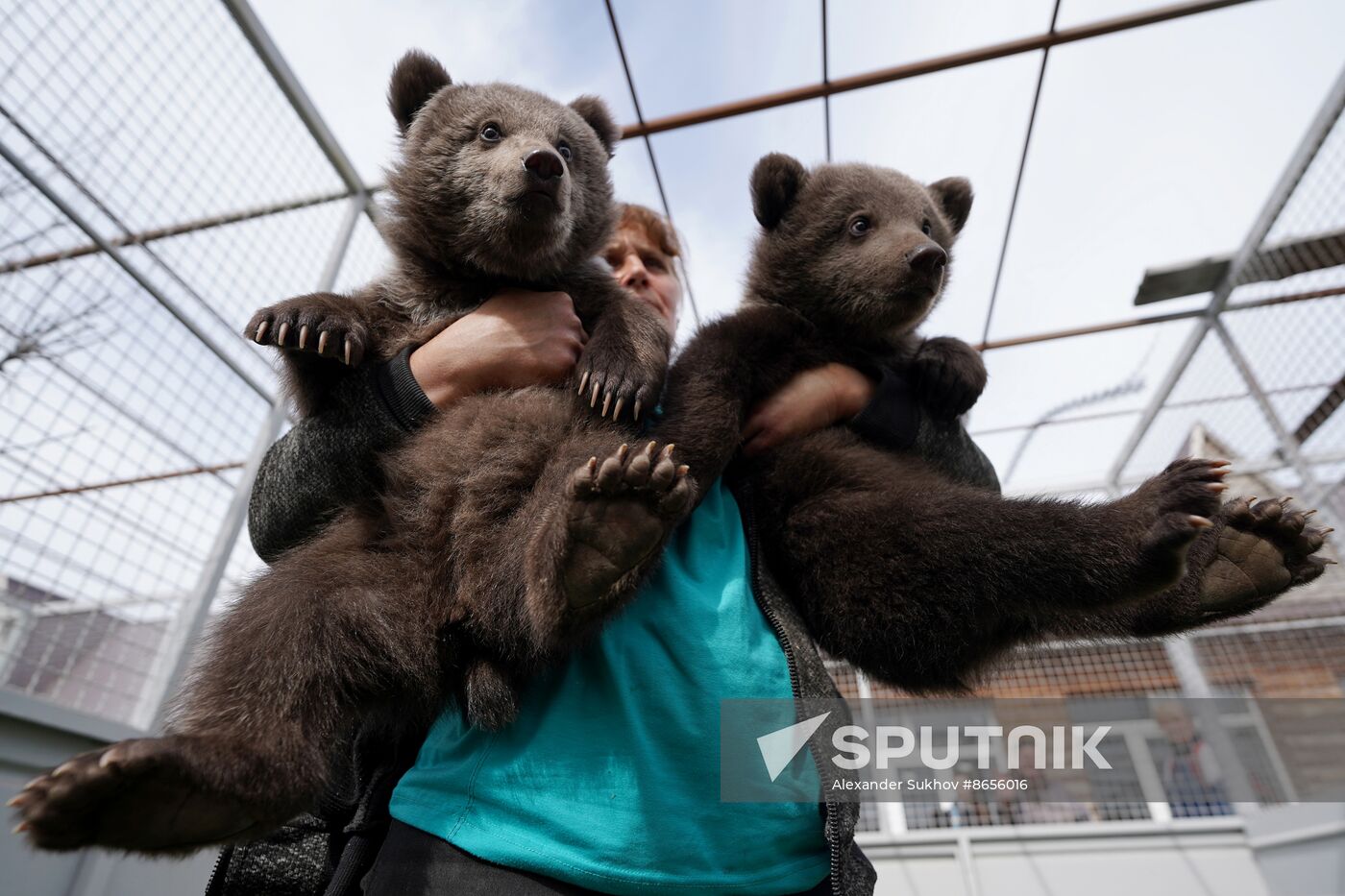 Russia DPR Zoo Bear Cubs